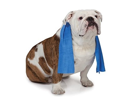 Cooling Dog Accessories To Keep Your Pup Totally Chill This Summer | NurturedPaws.com/Blog