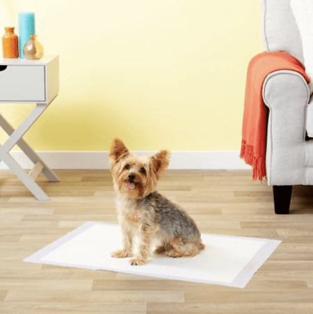 Everything You Need To Welcome A New Puppy To Your Space | NurturedPaws.com/Blog